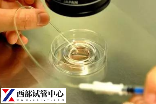 4ab囊胚內細胞團數目更多