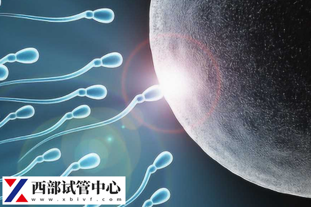 卵子和精子結(jié)合會(huì)形成受精卵