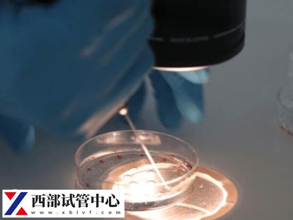 移植嵌合體百分之30胚胎有什么風險