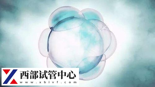 竇卵泡成熟會長到18毫米