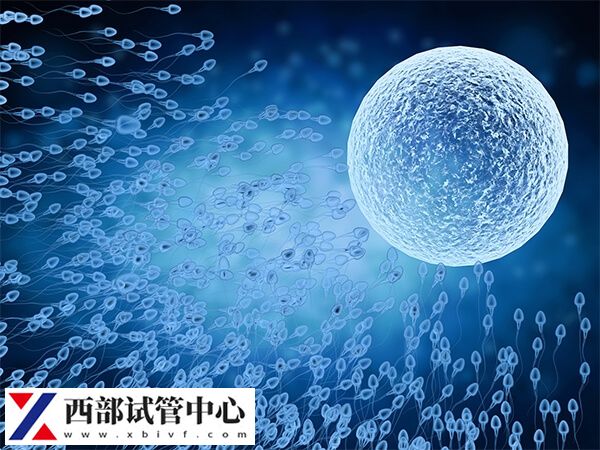 試管嬰兒二次成功率較高