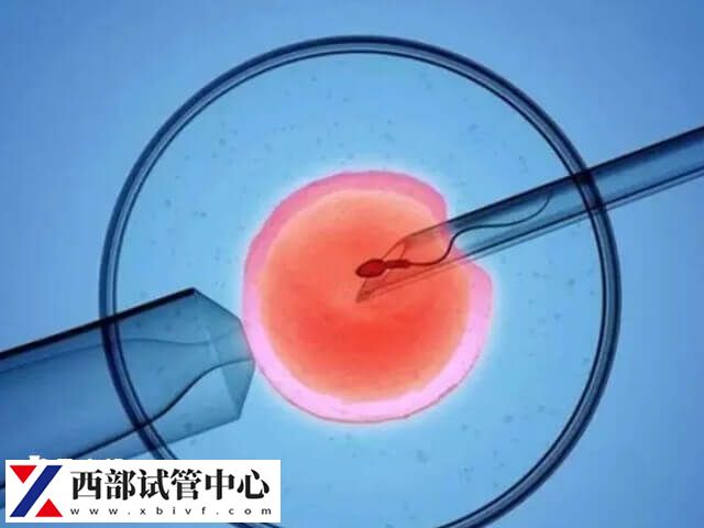 胚胎的質(zhì)量與精子和卵子的質(zhì)量有關(guān)
