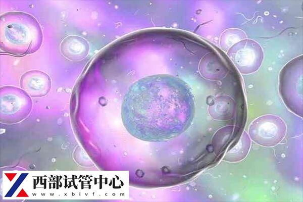 胚胎養囊的成功率取決于胚胎的質量