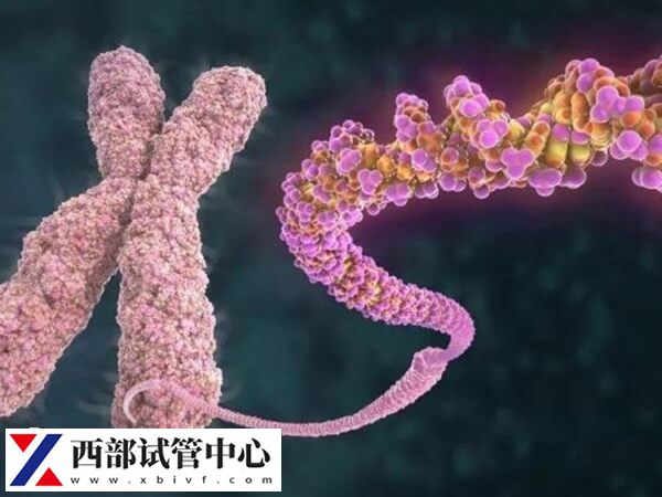 平衡易位發生無精癥的概率高