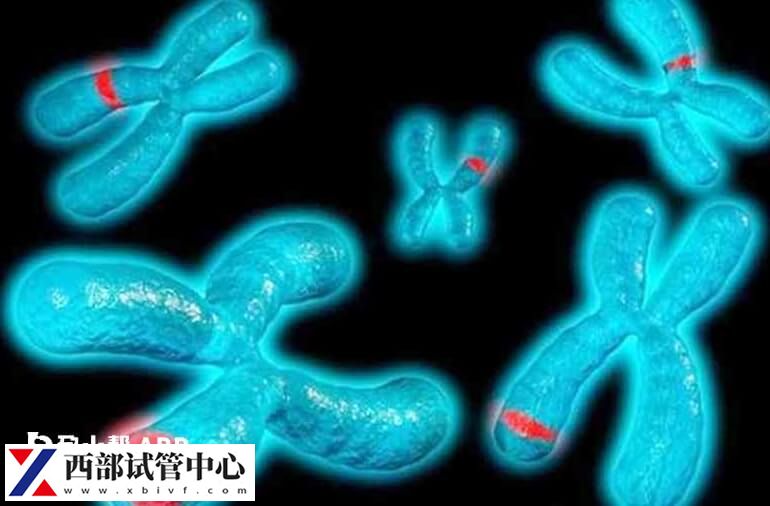 父母染色體易位是容易遺傳給兒子還是遺傳給女兒？
