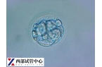 試管移植13天水印正不正?？催@，或與胚胎